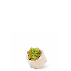 Succulente Artificielle Echeveria en Pot