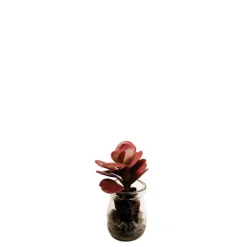 Succulente Crassula en pot