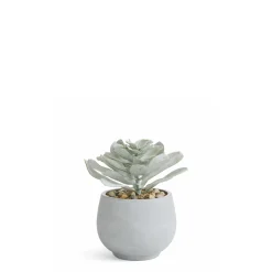 Succulente en Pot Maya