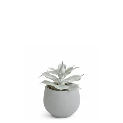 Succulente en Pot Maya