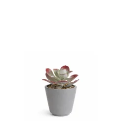 Succulente en Pot Maya