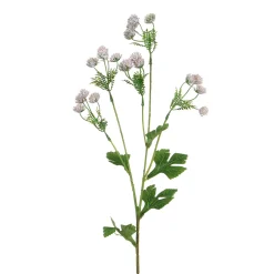 Tige d’Alchémille 68 cm
