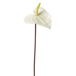Tige d'Anthurium Painters Palette