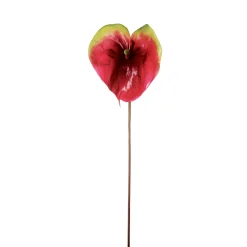 Tige d'Anthurium Vera