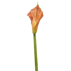 Tige d'Arum Kelly