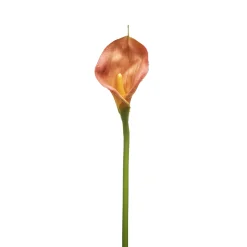 Tige d'Arum Kelly