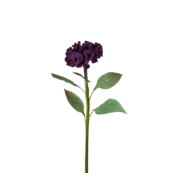 Tige de Celosia