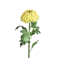 Tige de Chrysanthème