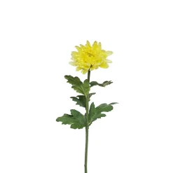 Tige de Chrysanthème Mum