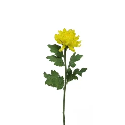 Tige de Chrysanthème Mum