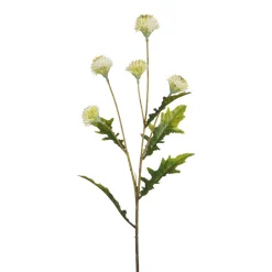 Tige de Chrysanthème Ping Pong 62 cm