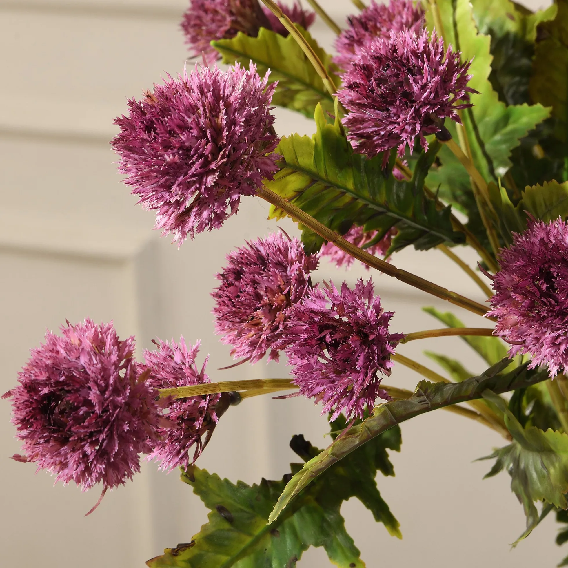 Tige de Chrysanthème Ping Pong 62 cm