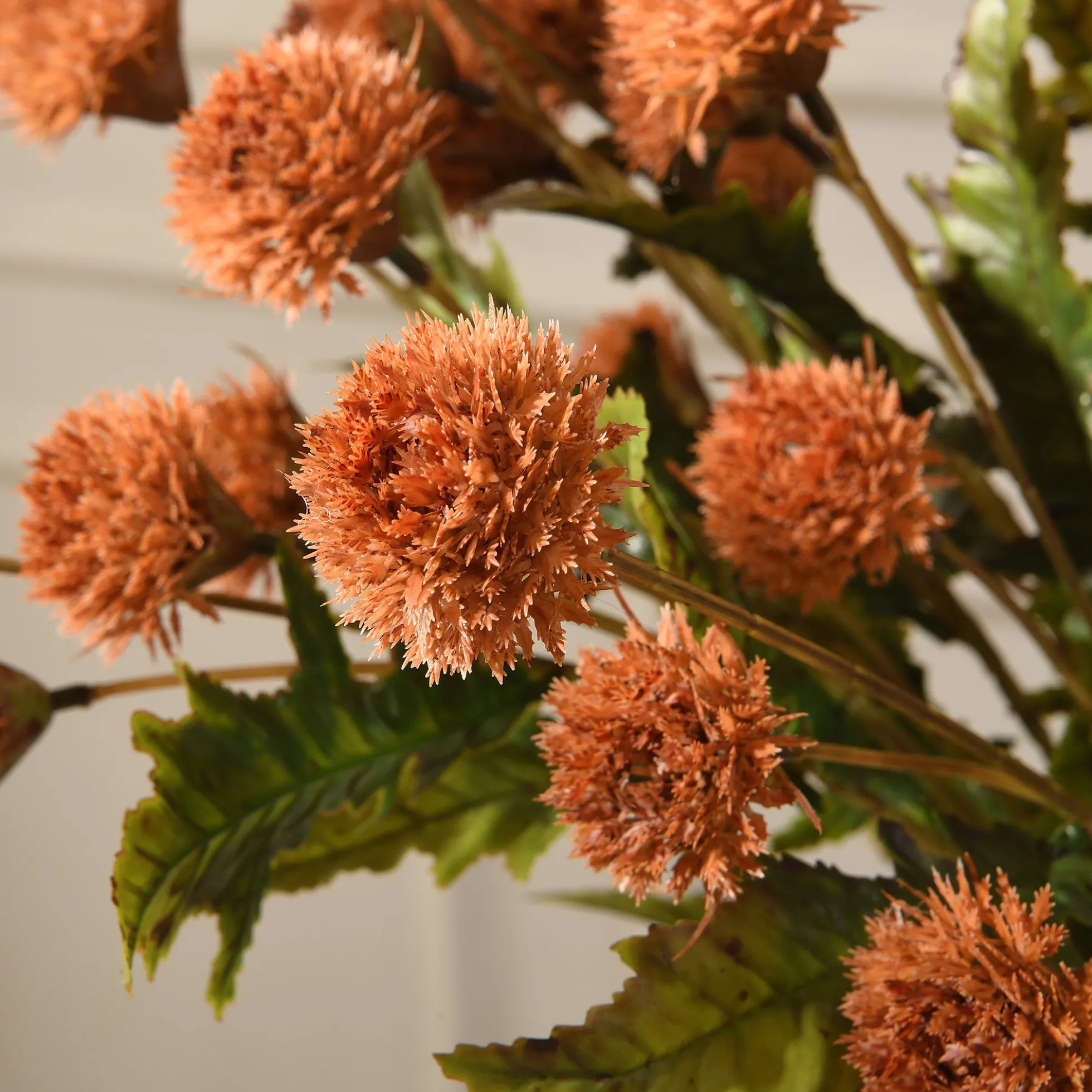 Tige de Chrysanthème Ping Pong 62 cm