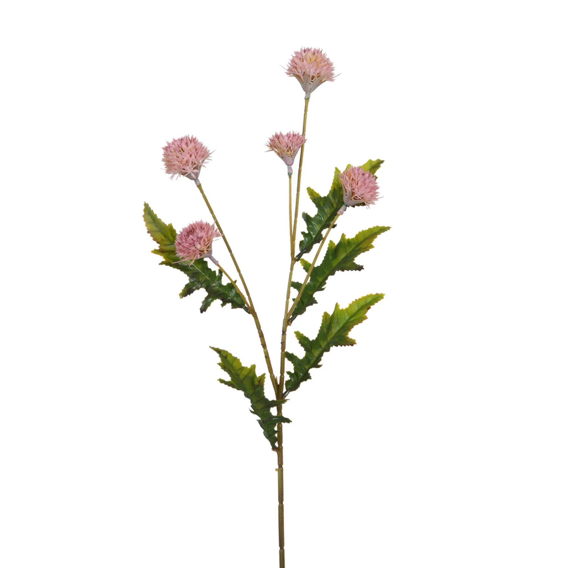 Tige de Chrysanthème Ping Pong 62 cm