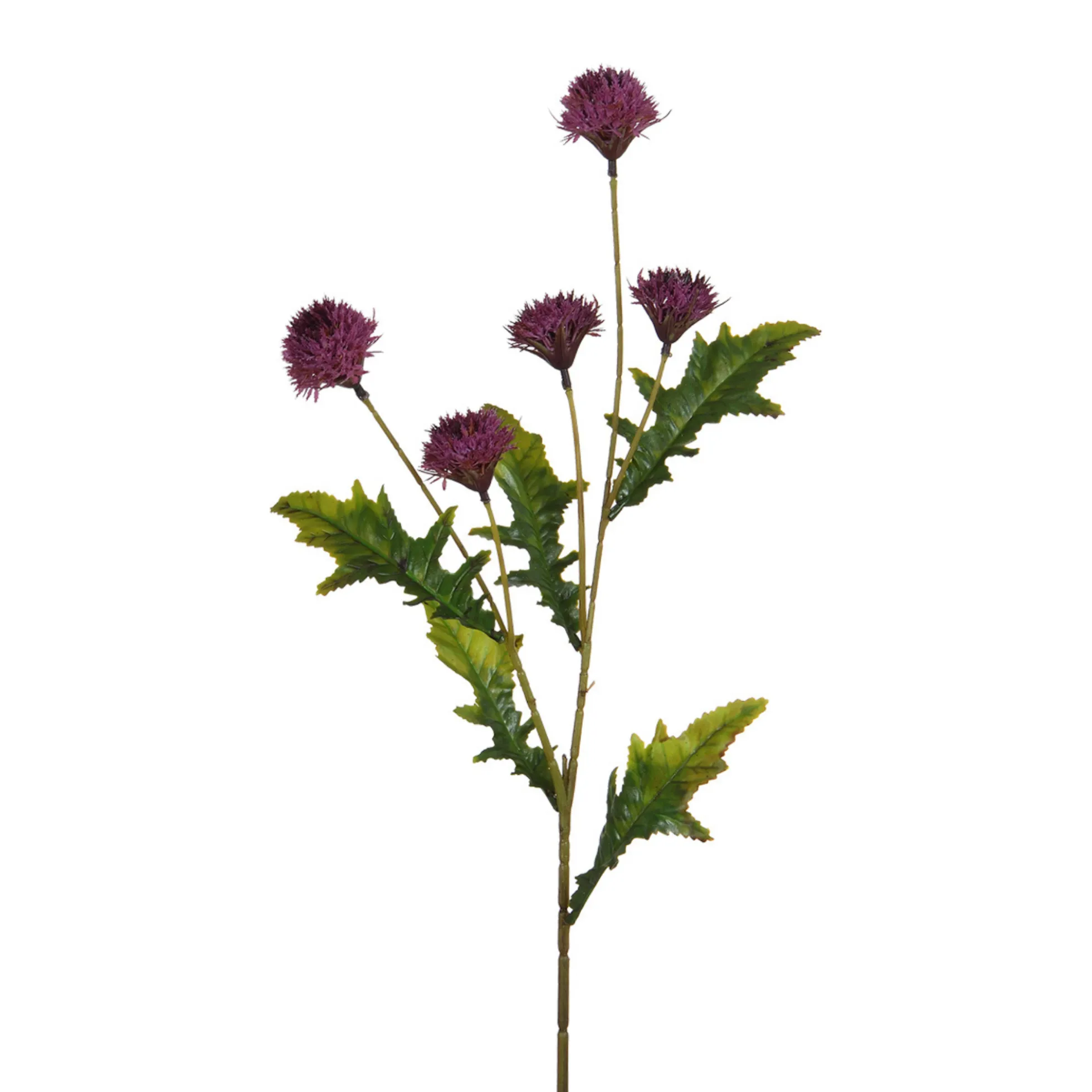 Tige de Chrysanthème Ping Pong 62 cm