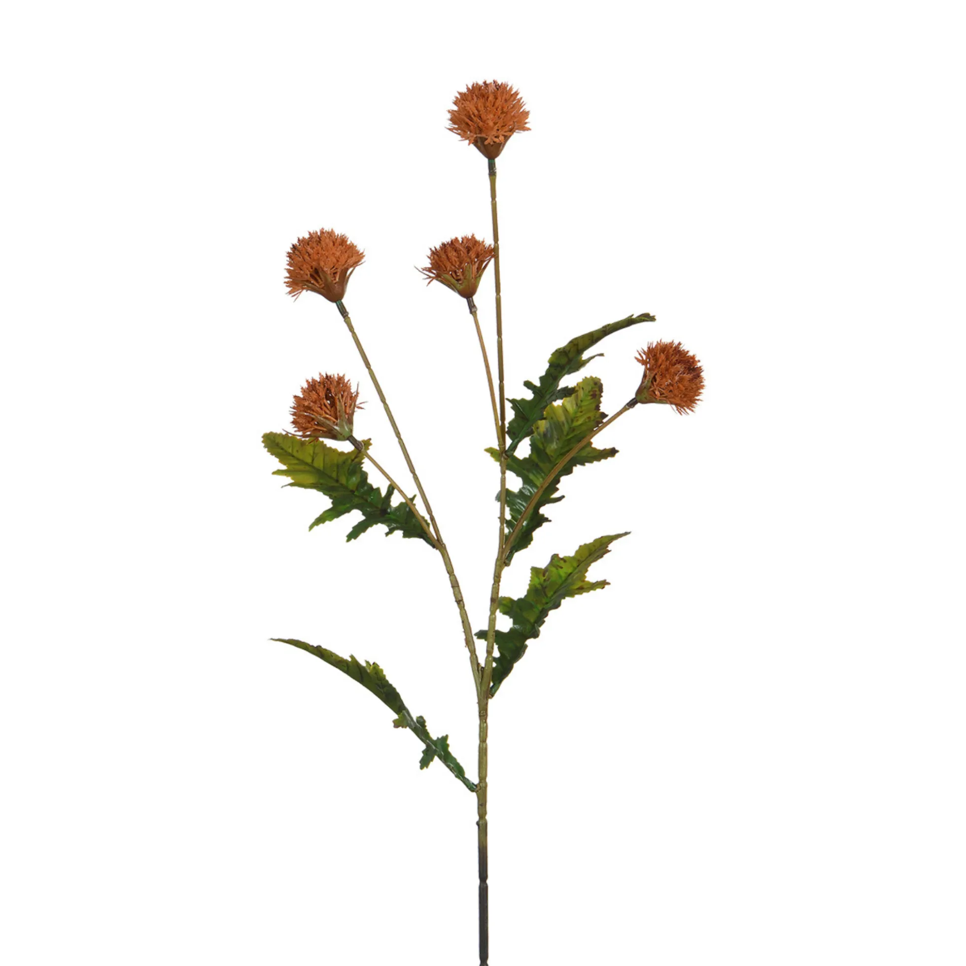 Tige de Chrysanthème Ping Pong 62 cm
