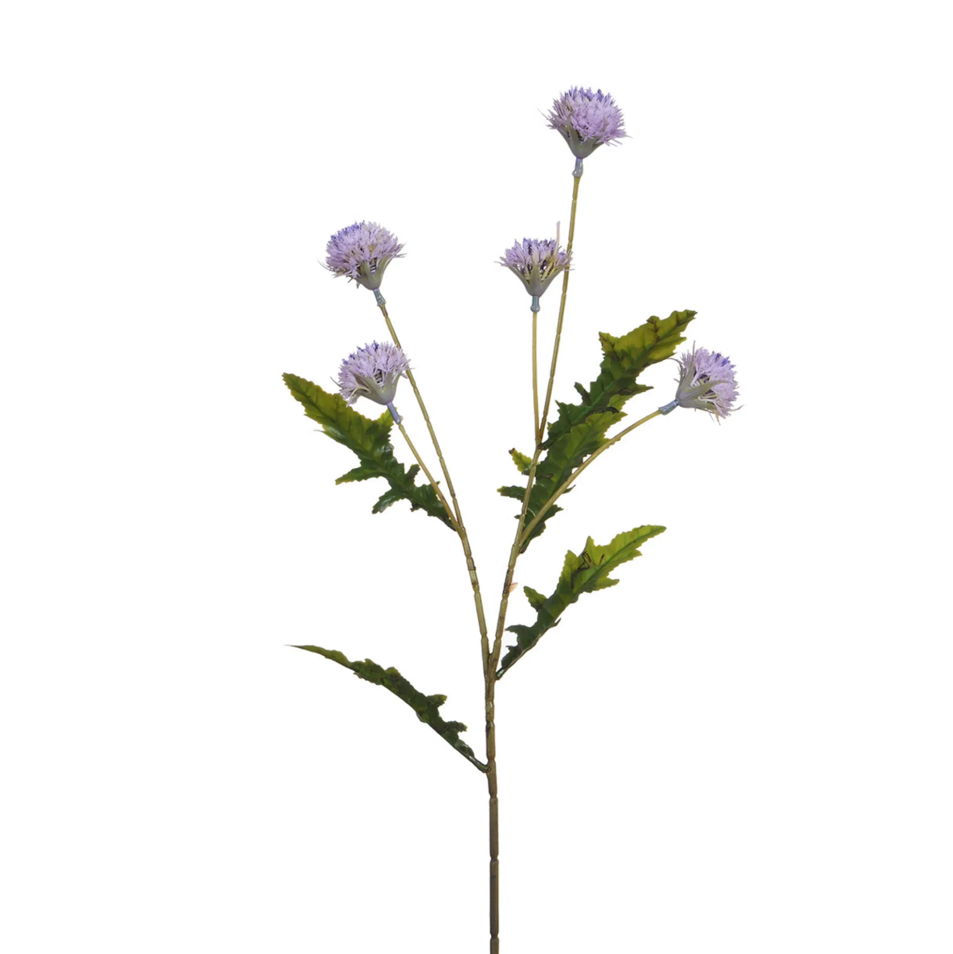 Tige de Chrysanthème Ping Pong 62 cm
