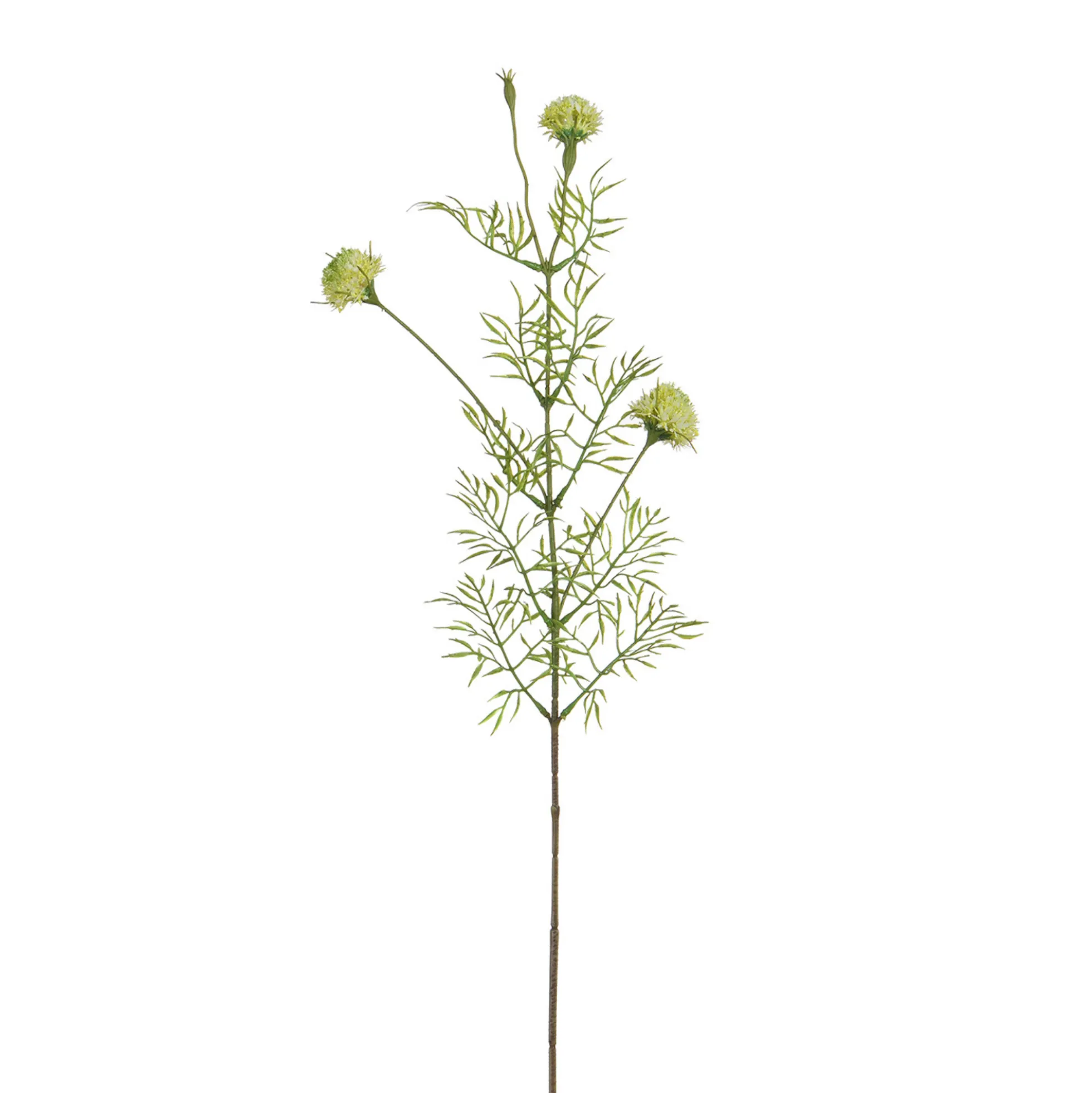 Tige de Chrysanthème Ping Pong 78 cm