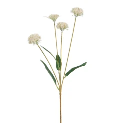 Tige de Chrysanthème Ping Pong 60 cm