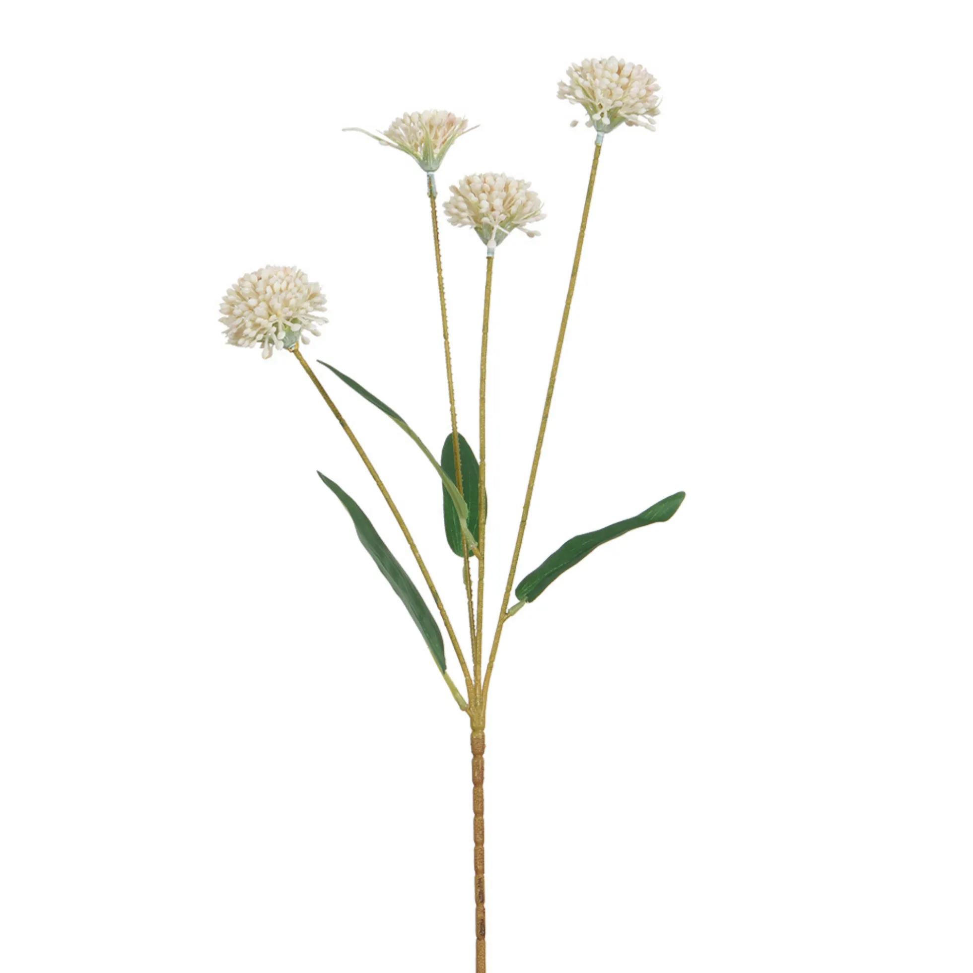 Tige de Chrysanthème Ping Pong 60 cm