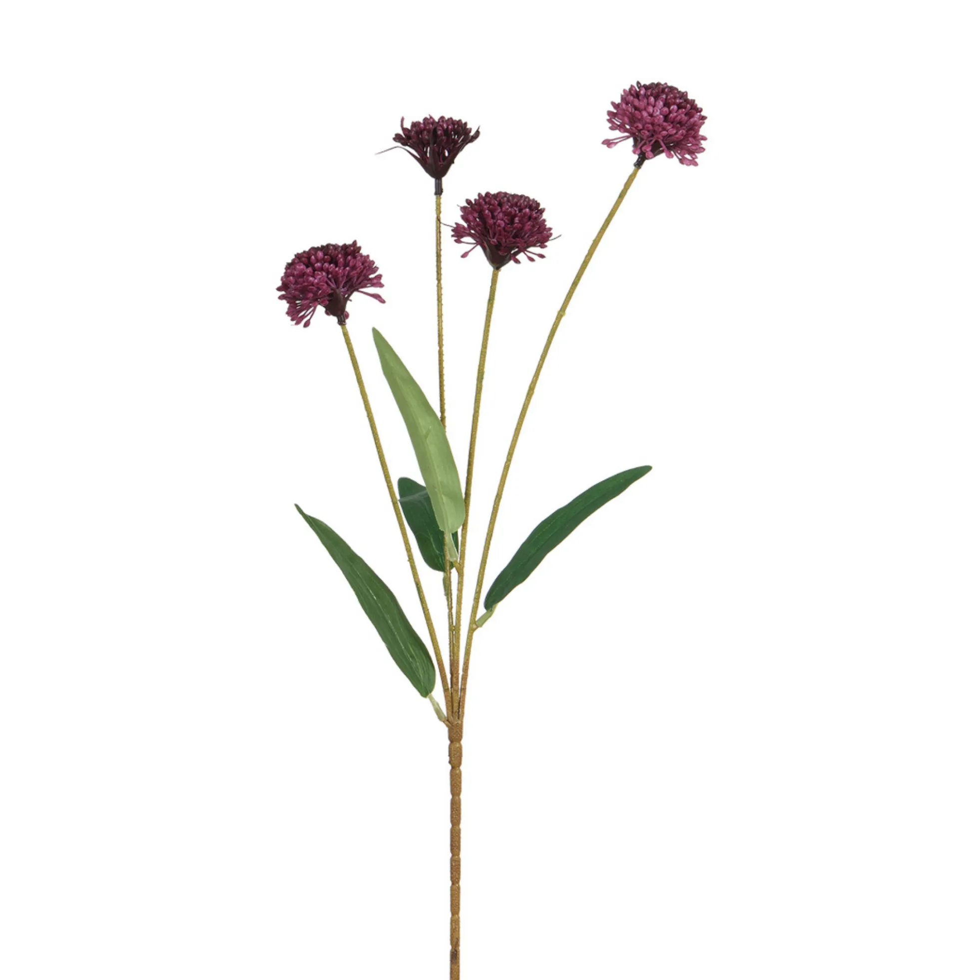 Tige de Chrysanthème Ping Pong 60 cm