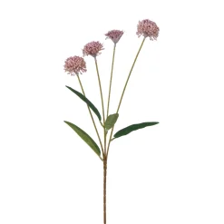 Tige de Chrysanthème Ping Pong 60 cm