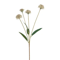 Tige de Chrysanthème Ping Pong 60 cm
