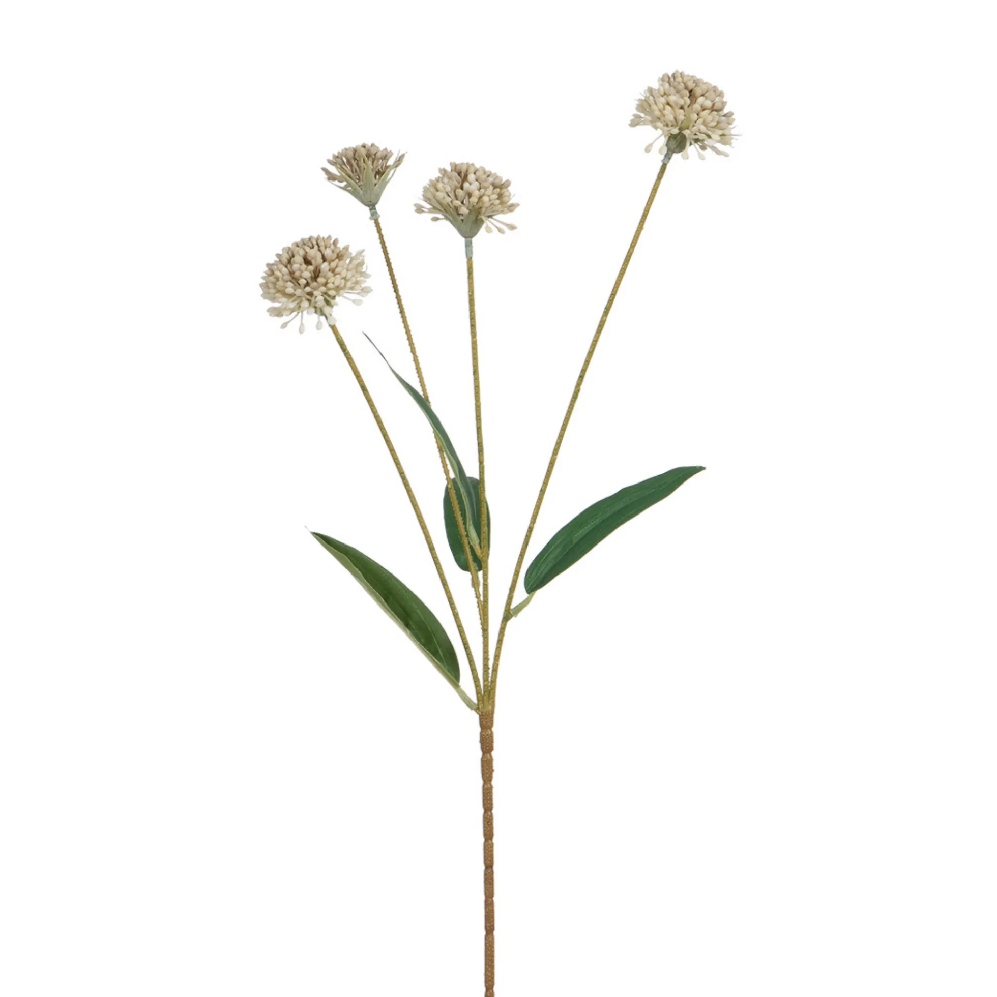 Tige de Chrysanthème Ping Pong 60 cm