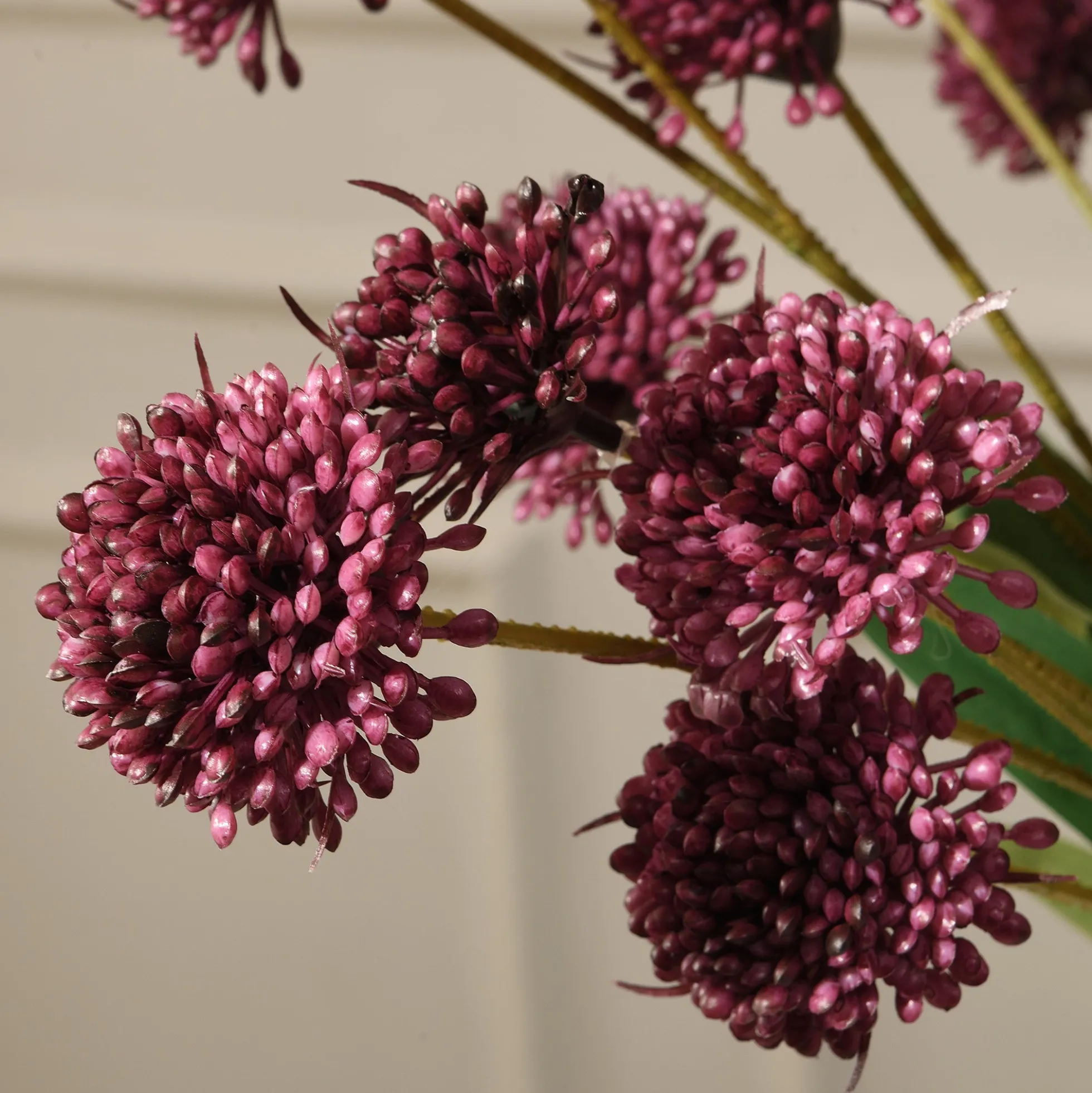 Tige de Chrysanthème Ping Pong 60 cm