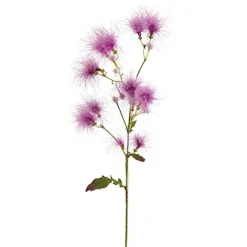 Tige de Cotinus