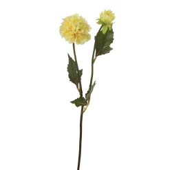 Tige de Dahlia Andreas
