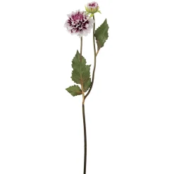 Tige de Dahlia Andreas