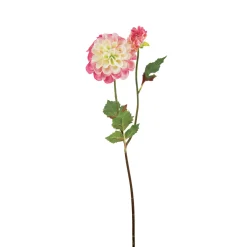 Tige de Dahlia Andreas