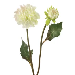 Tige de Dahlia Andreas