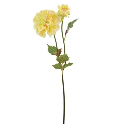Tige de Dahlia Andreas