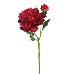 Tige de Dahlia avec bourgeon
