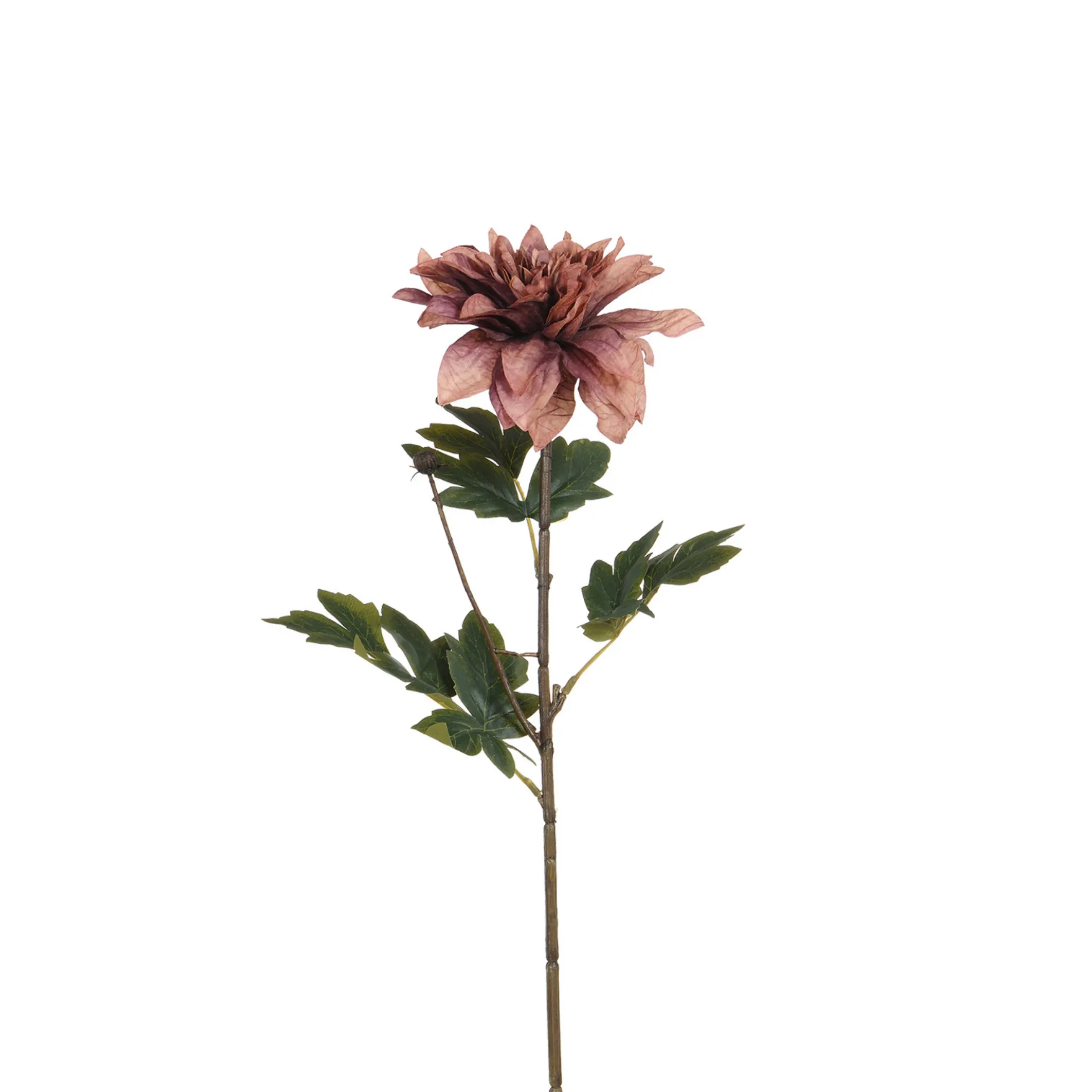 Tige de Dahlia 65 cm