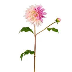Tige de Dahlia Estiva
