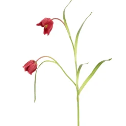 Tige de Fritillaria Impériale