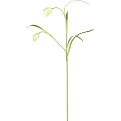 Tige de Fritillaria Impériale