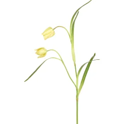 Tige de Fritillaria Impériale