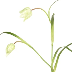 Tige de Fritillaria Impériale