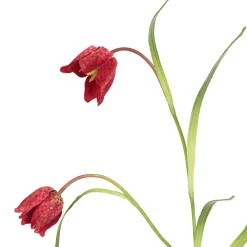 Tige de Fritillaria Impériale