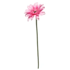 Tige de Gerbera