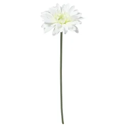 Tige de Gerbera
