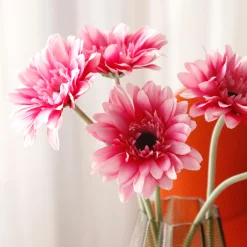 Tige de Gerbera