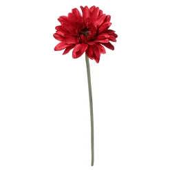 Tige de Gerbera