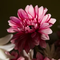 Tige de Gerbera