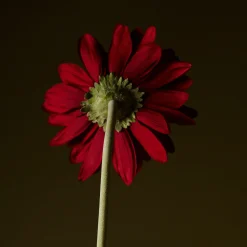 Tige de Gerbera