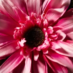 Tige de Gerbera